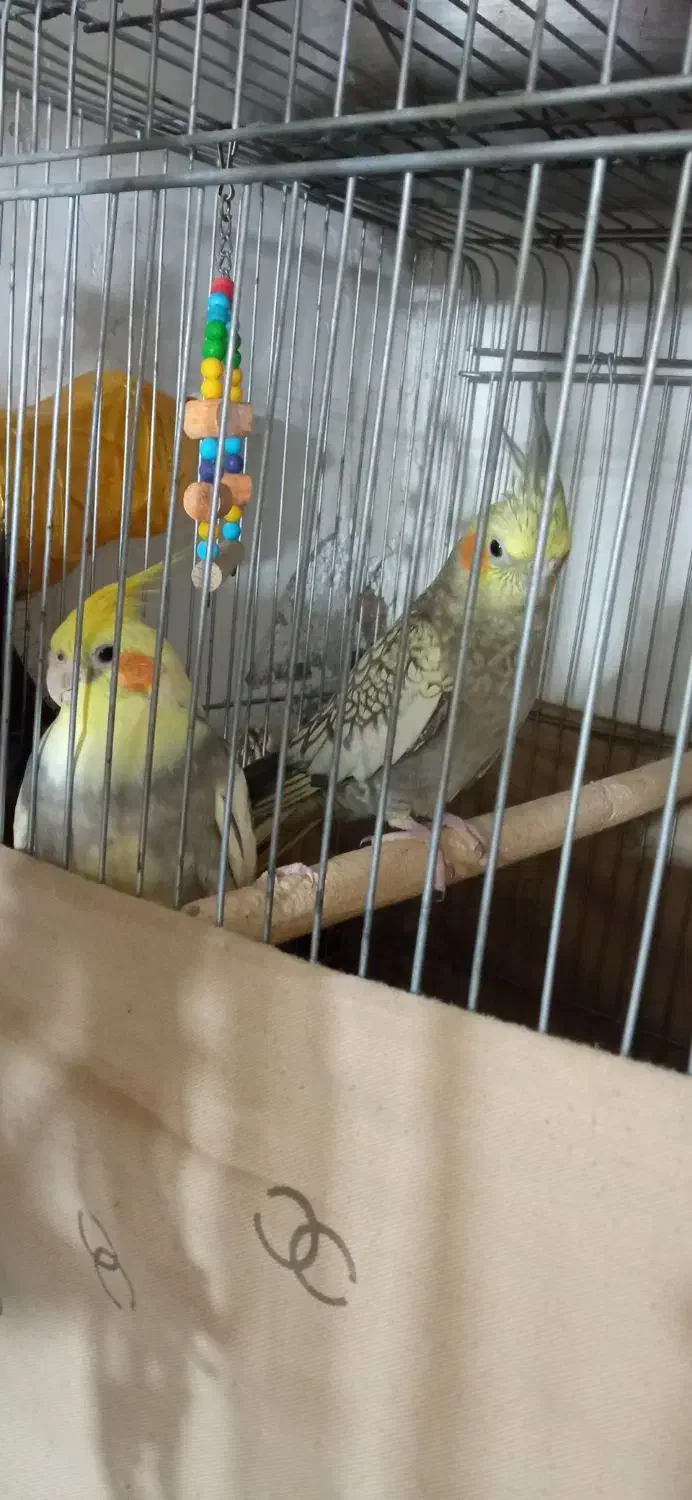 عروس هلندی|پرنده|صحنه, |دیوار