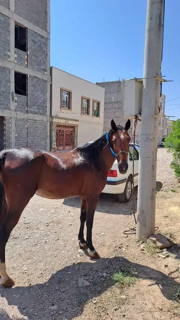 اسب مادیان نژاد کرد|اسب و تجهیزات اسب‌سواری|شهریار, شهرک شاهد|دیوار