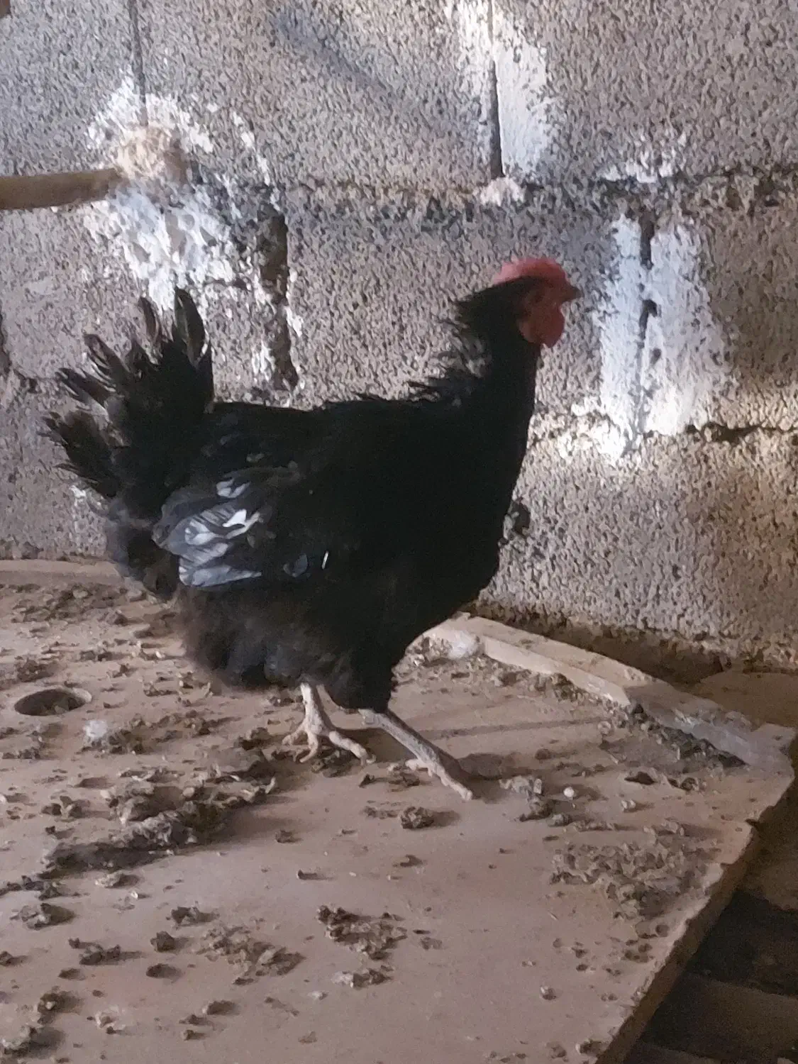 فروش مرغهای محلی و زینتی|حیوانات مزرعه|کوهسار (البرز), |دیوار