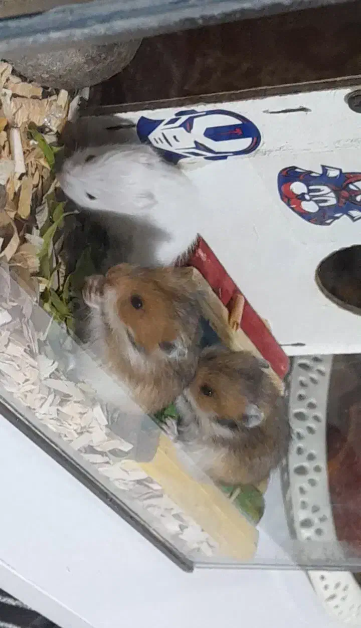 همستر|موش و خرگوش|مشهد, شهرک شهید باهنر|دیوار