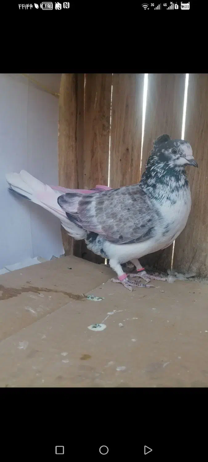 کفتر پرشی. بوربوری. پیس خال سرور. کلدار|پرنده|قم, علی آباد سعدگان|دیوار