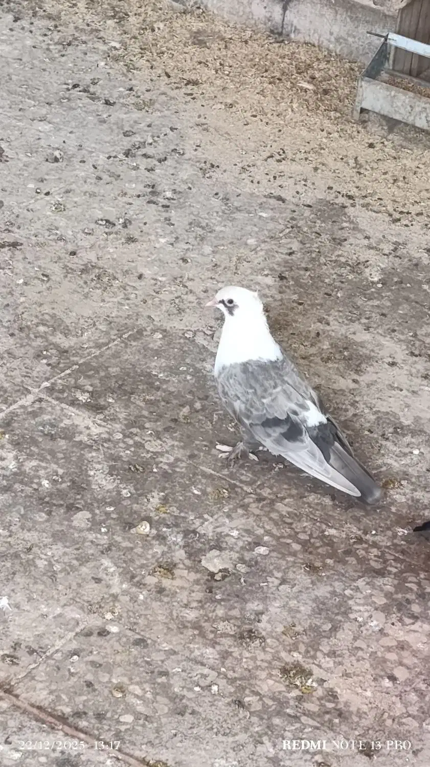 کلاغ سینه بسته|پرنده|شوشتر, |دیوار