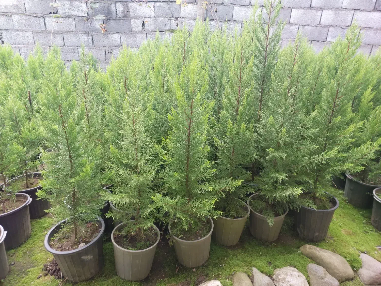 فروش گل و گیاه|عمدهفروشی|نشتارود, |دیوار