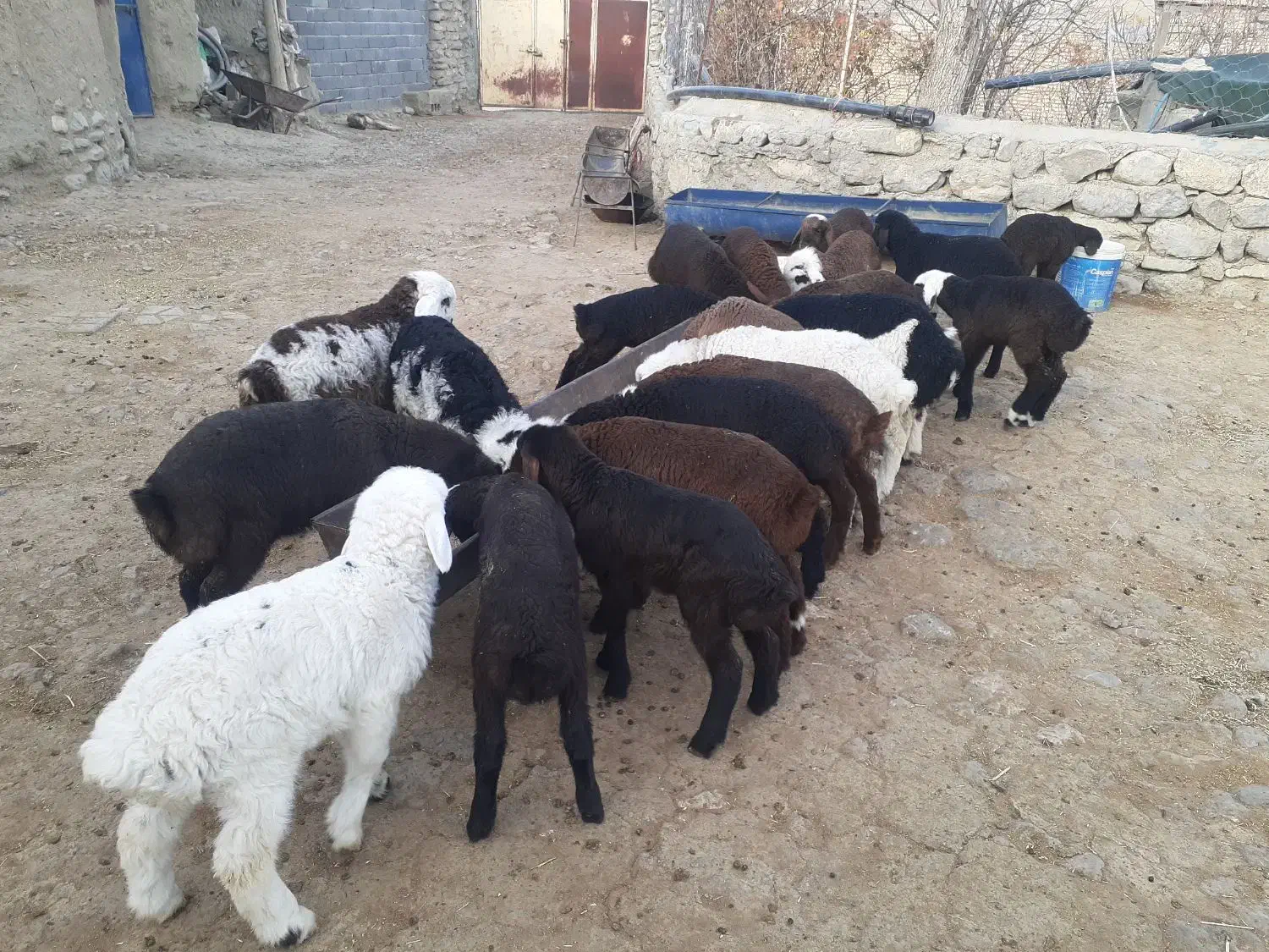 میش بره|حیوانات مزرعه|شیروان (خراسان), |دیوار