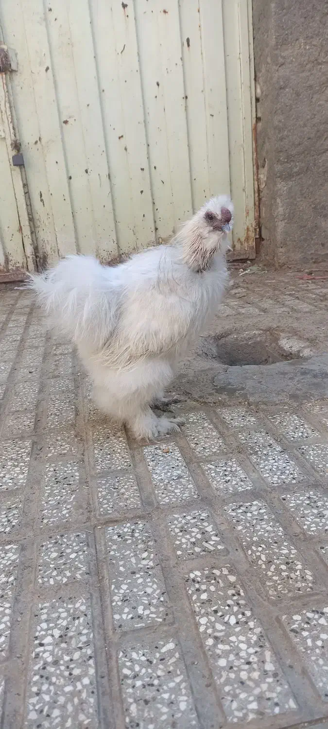 خروس ابریشمی|حیوانات مزرعه|تربت‌حیدریه, ده پائین|دیوار