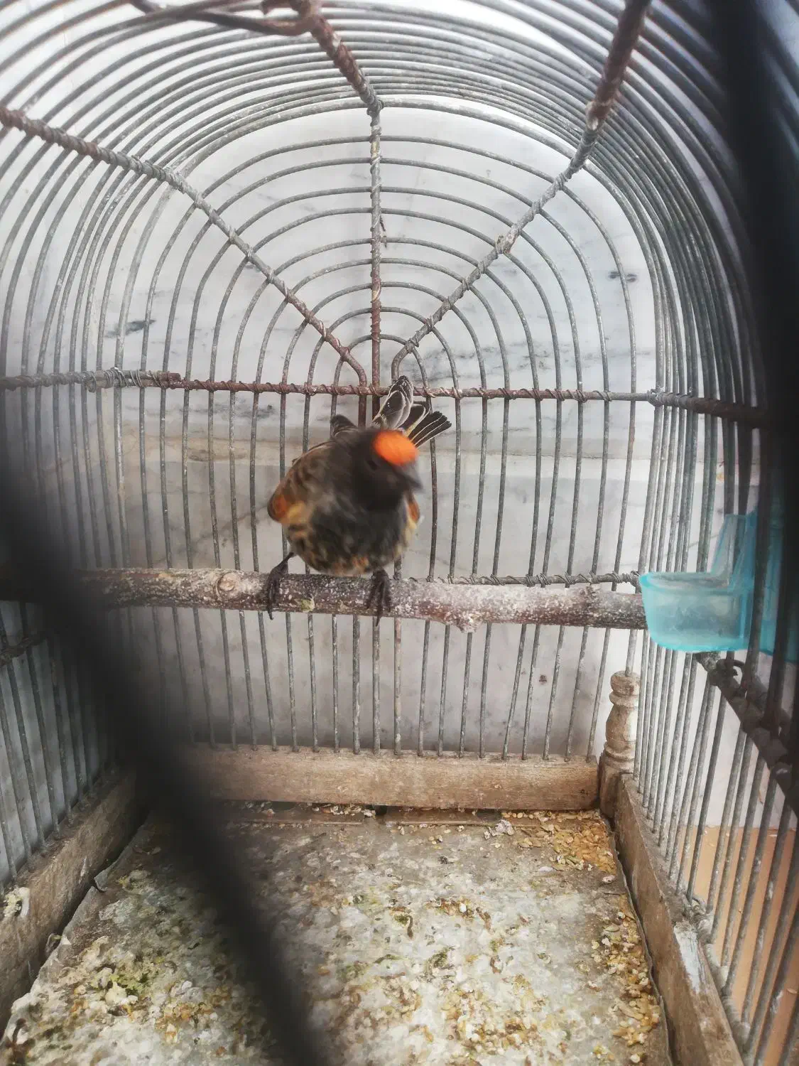 گلبسر نر عالی|پرنده|تهران, امام زاده عبدالله|دیوار