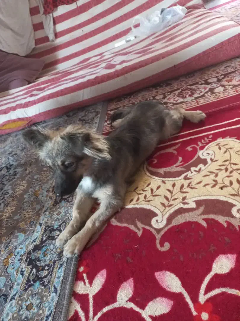 اشپیتز آلمانی|سگ|بندرعباس, |دیوار