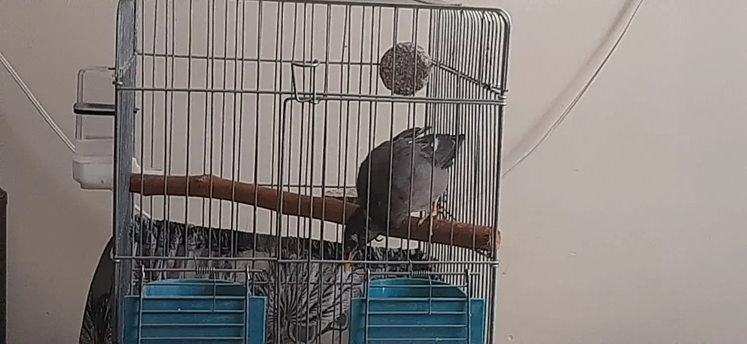 مرغ مینا سه ماه شاه تخم|پرنده|تهران, مشیریه|دیوار