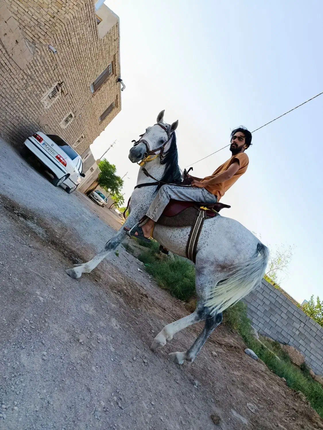 اسب|اسب و تجهیزات اسب‌سواری|خواف, |دیوار