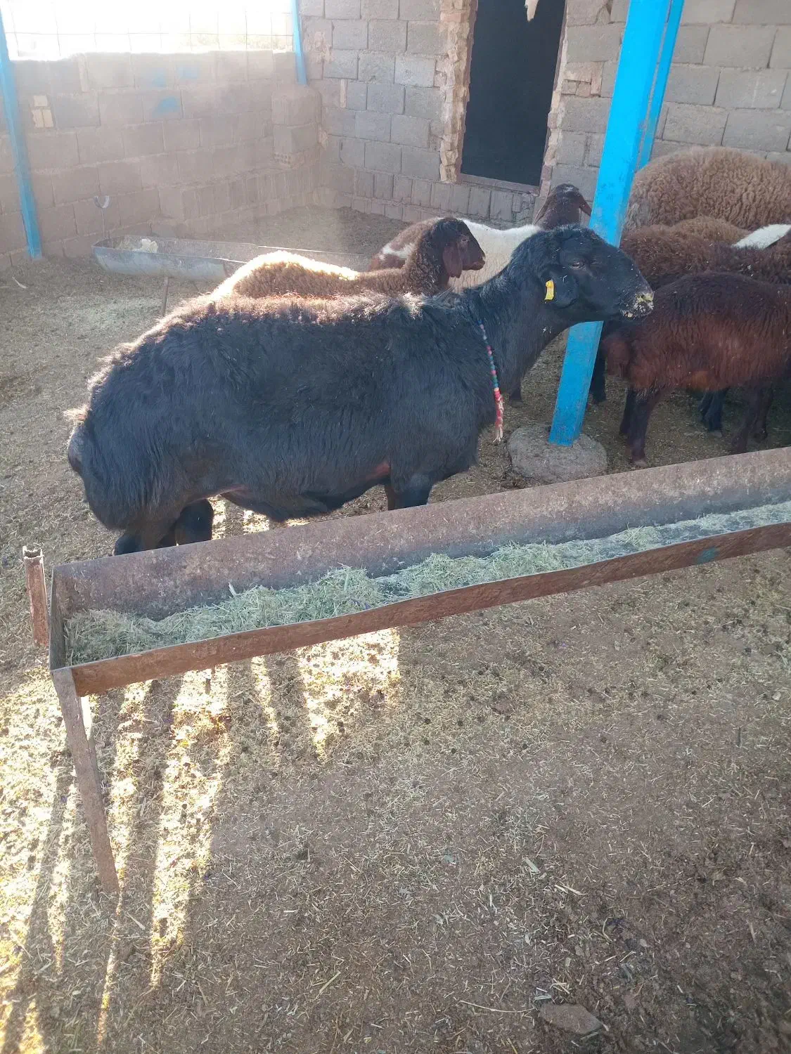 قوچ میش وبره|حیوانات مزرعه|تربت جام, جامرود|دیوار