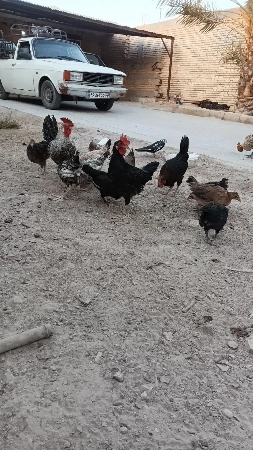 شادگان|پرنده|شادگان, |دیوار