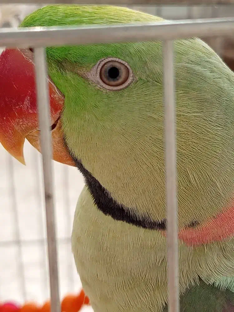 شاه طوطی|پرنده|مسجد سلیمان, |دیوار