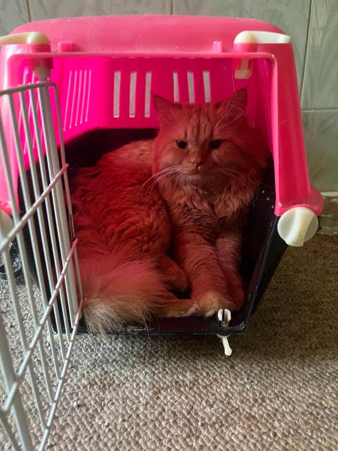 واگذاری گربه پرشین|گربه|چمران, |دیوار