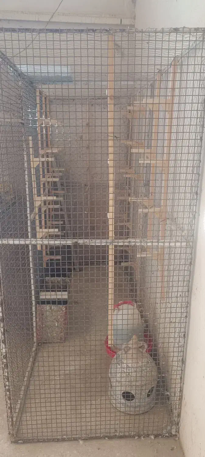 قفس اهنی|لوازم جانبی حیوانات|کازرون, |دیوار