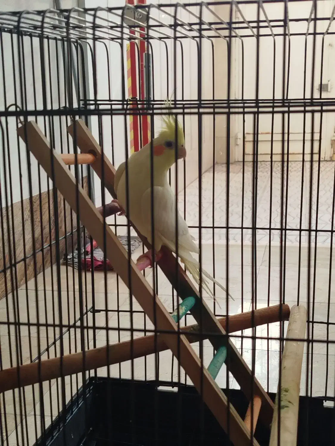 طوطی عروس|پرنده|اقبالیه, |دیوار