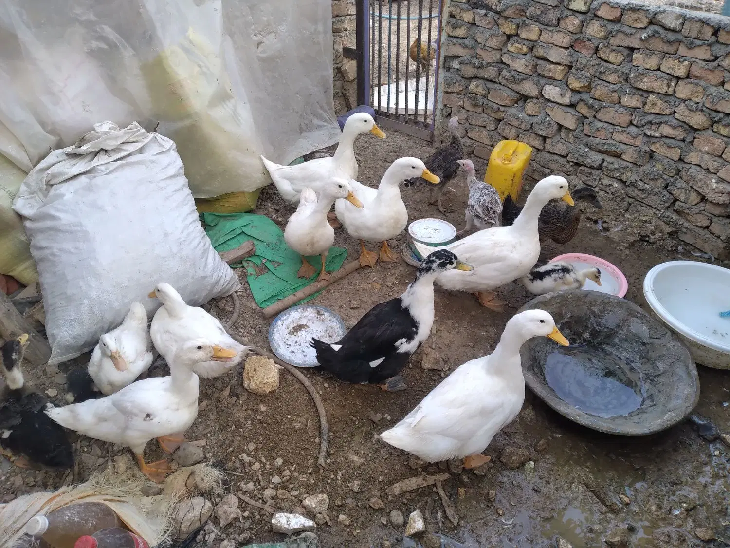 اردک|حیوانات مزرعه|کوهدشت, |دیوار
