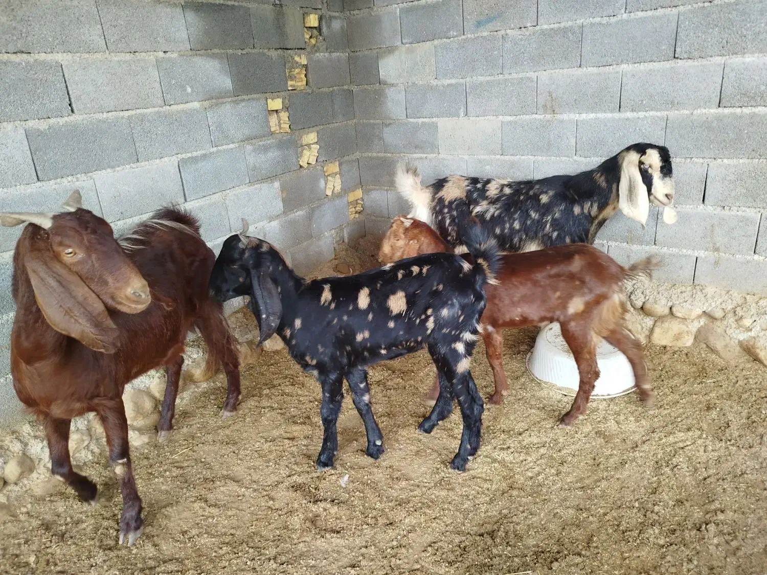 بز بزغاله دار پاکستانی|حیوانات مزرعه|گنبد کاووس, |دیوار