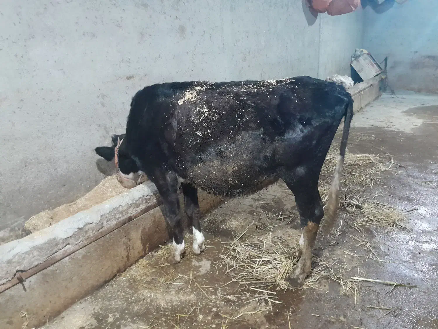 لیشه سوپر شیر صنعتی|حیوانات مزرعه|رودبار, |دیوار