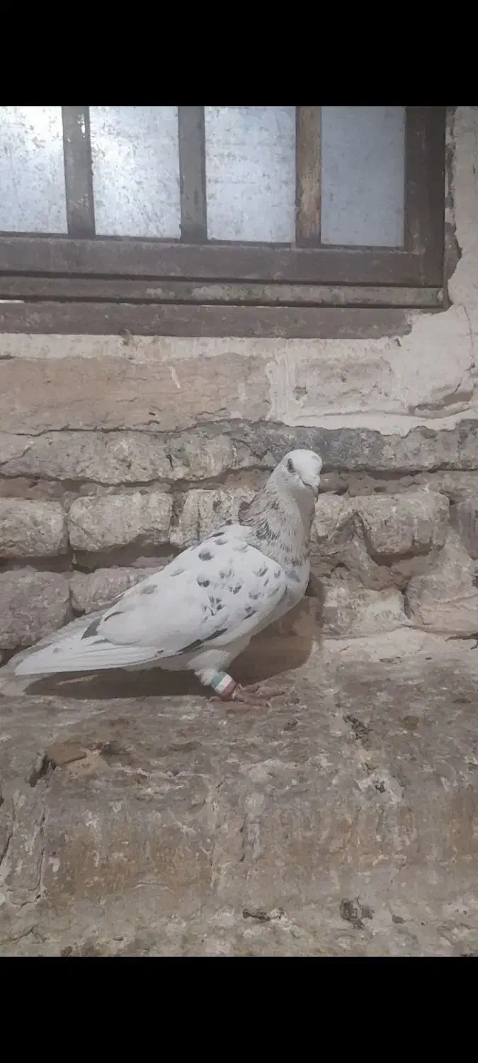 کفترشهرستان...کاشمر|پرنده|کاشمر, |دیوار