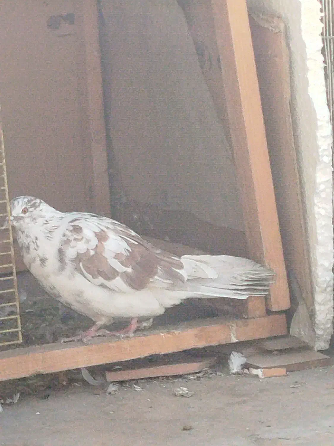 قلکار|پرنده|کرج, گلشهر|دیوار