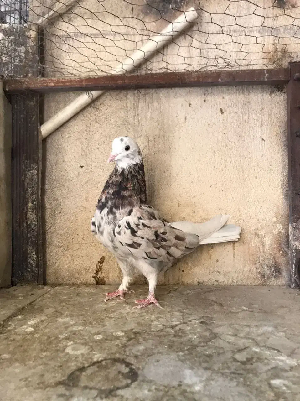 بلندپروازان آسمان|پرنده|مشکین‌دشت, |دیوار