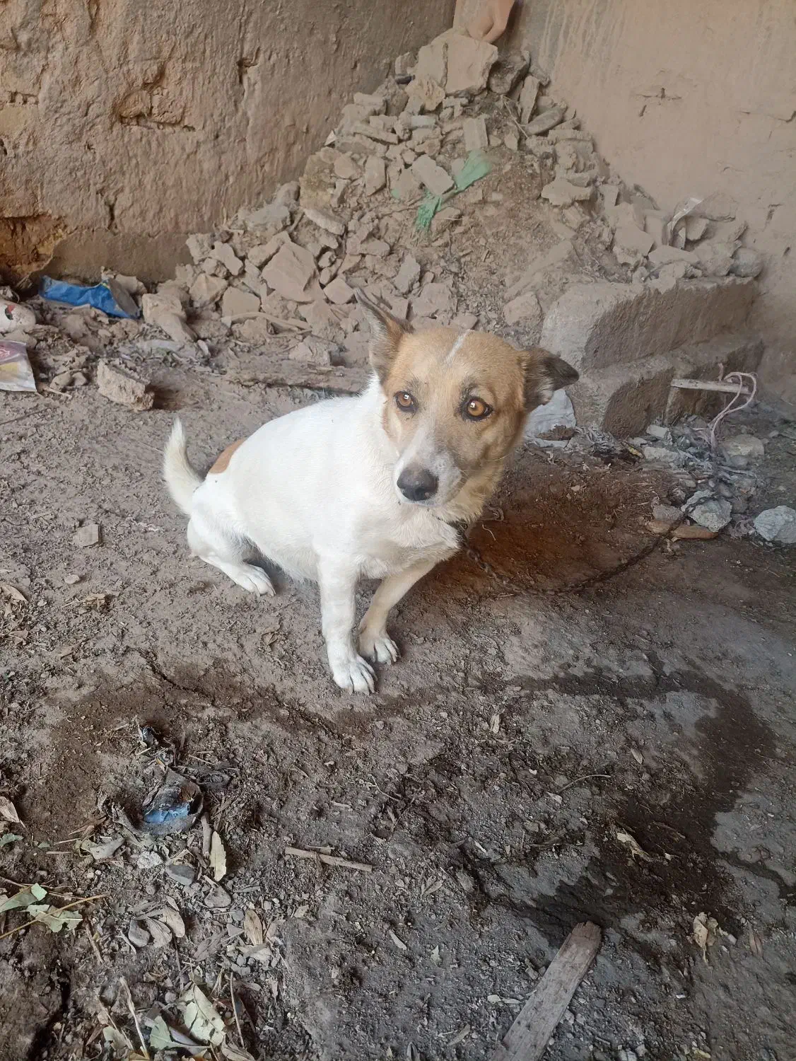 پاکوتاه|سگ|چناران, |دیوار