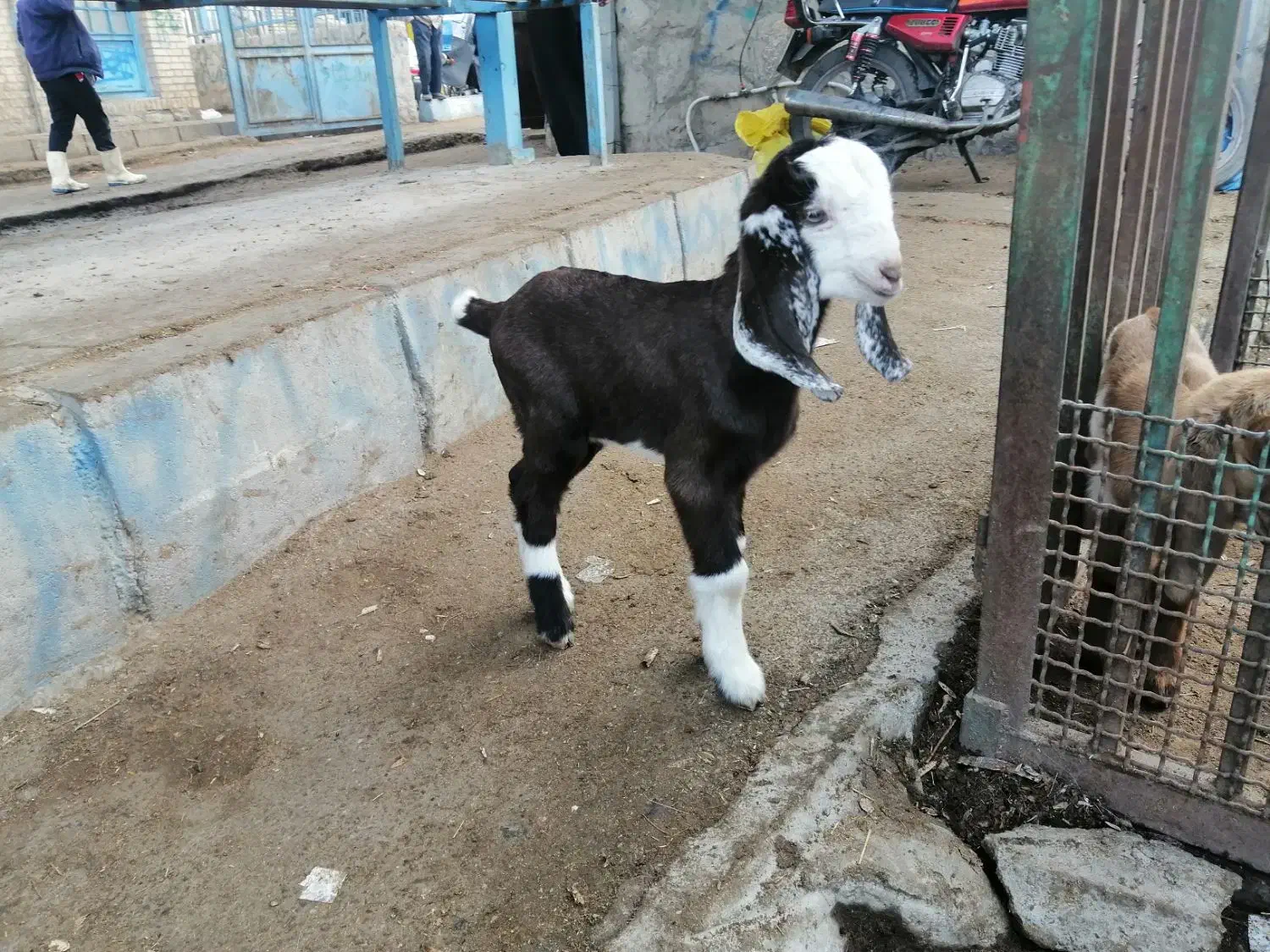 بزو|حیوانات مزرعه|سبزوار, چهارراه فرودگاه|دیوار