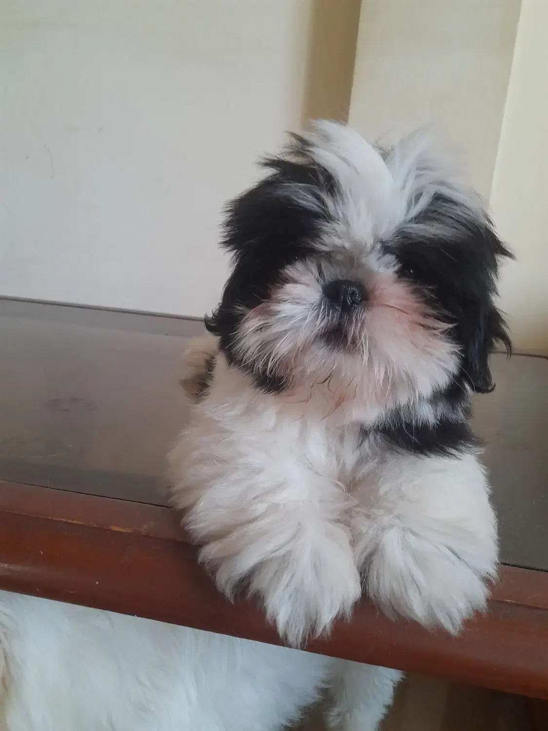 واگذاری‌ سگ شیرو..|سگ|ساری, |دیوار