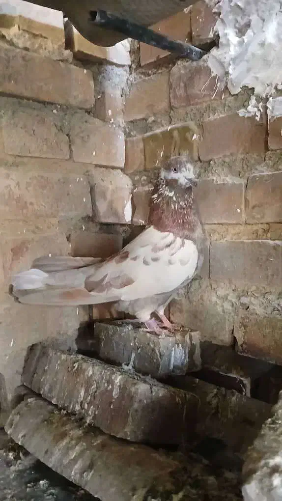 کبوتر تکپر|پرنده|رامیان, |دیوار