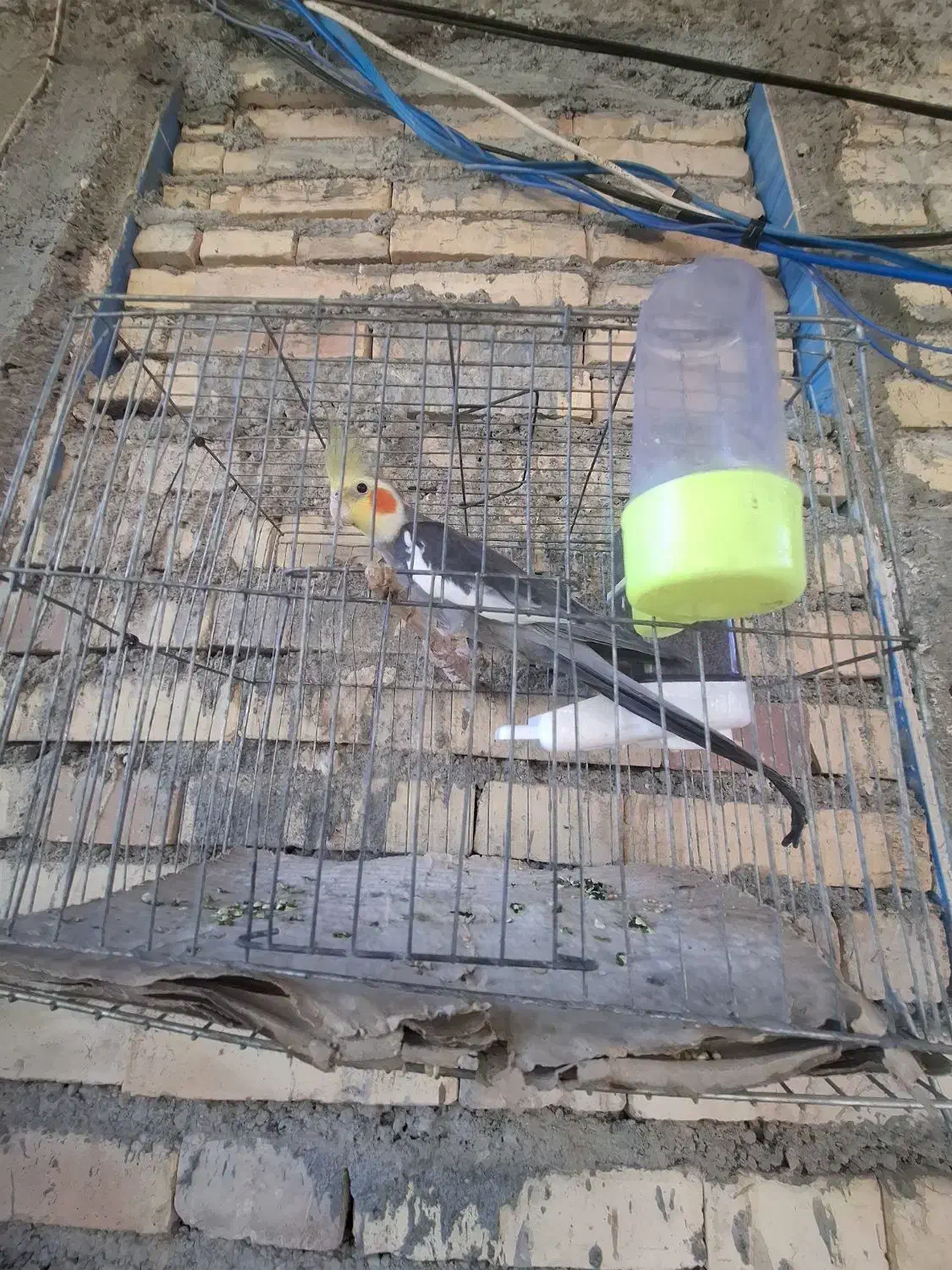 عروس هلندی|پرنده|رودان, |دیوار