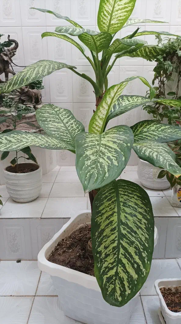 گل طبیعی|گل و گیاه طبیعی|میانه, |دیوار