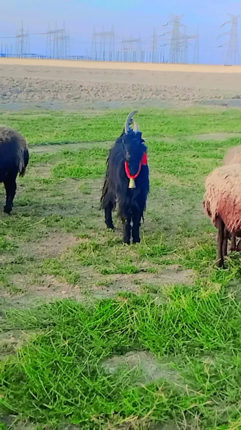 بزغاله نر دوبری|حیوانات مزرعه|اصفهان, قهجاورستان|دیوار