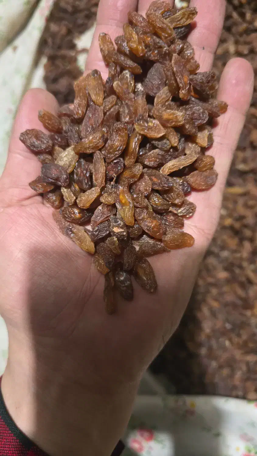 کشمش خواراکی و غیر خوارکی|عمدهفروشی|خلیل آباد, |دیوار