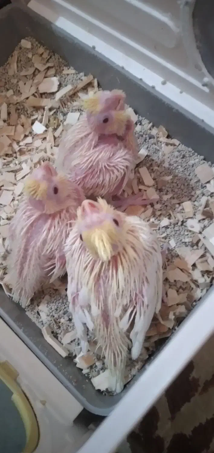 جوجه عروس هلندی|پرنده|ساوه, |دیوار