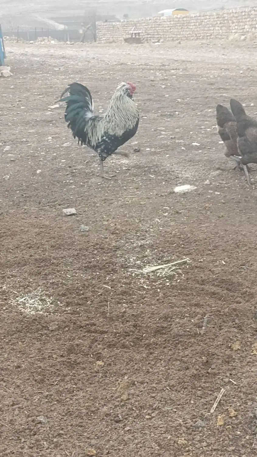 خروس|حیوانات مزرعه|اسلام‌‌آباد غرب, |دیوار