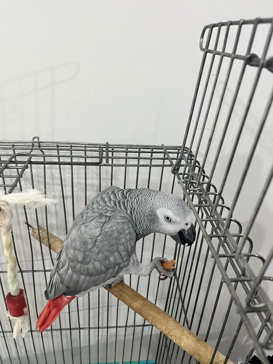 پرنده کاسکو|پرنده|فردیس, قریشی|دیوار