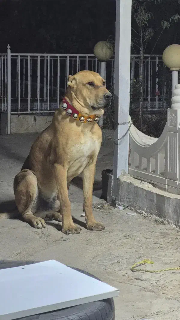 سگ دزدیده شده|سگ|مشهد, فرخد|دیوار