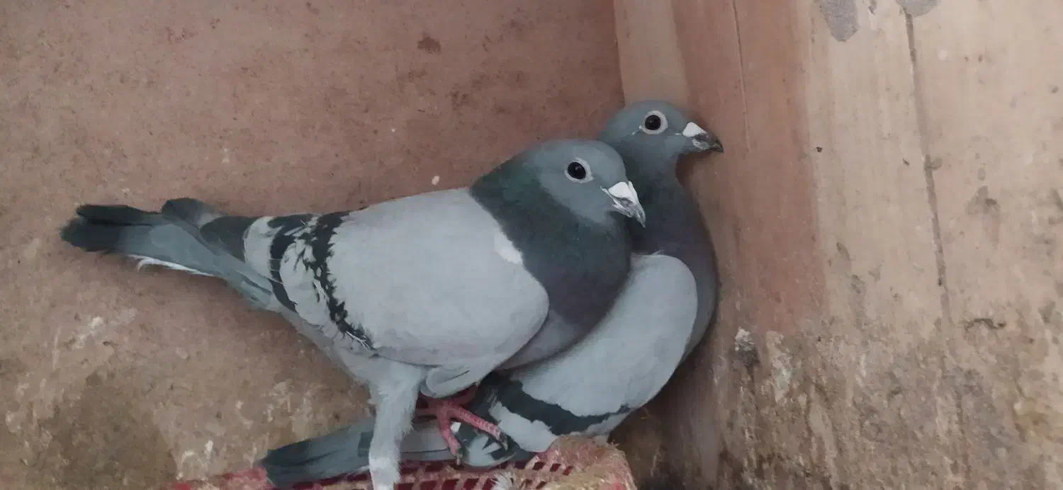 پشتی کبوتر|پشتی|مشهد, بهار|دیوار