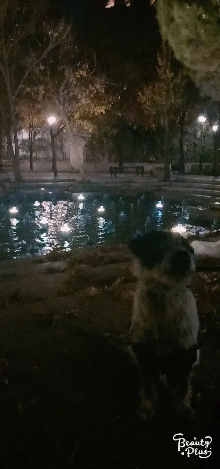 واگذاری سگ شیتزو رایگان|سگ|مهریز, |دیوار