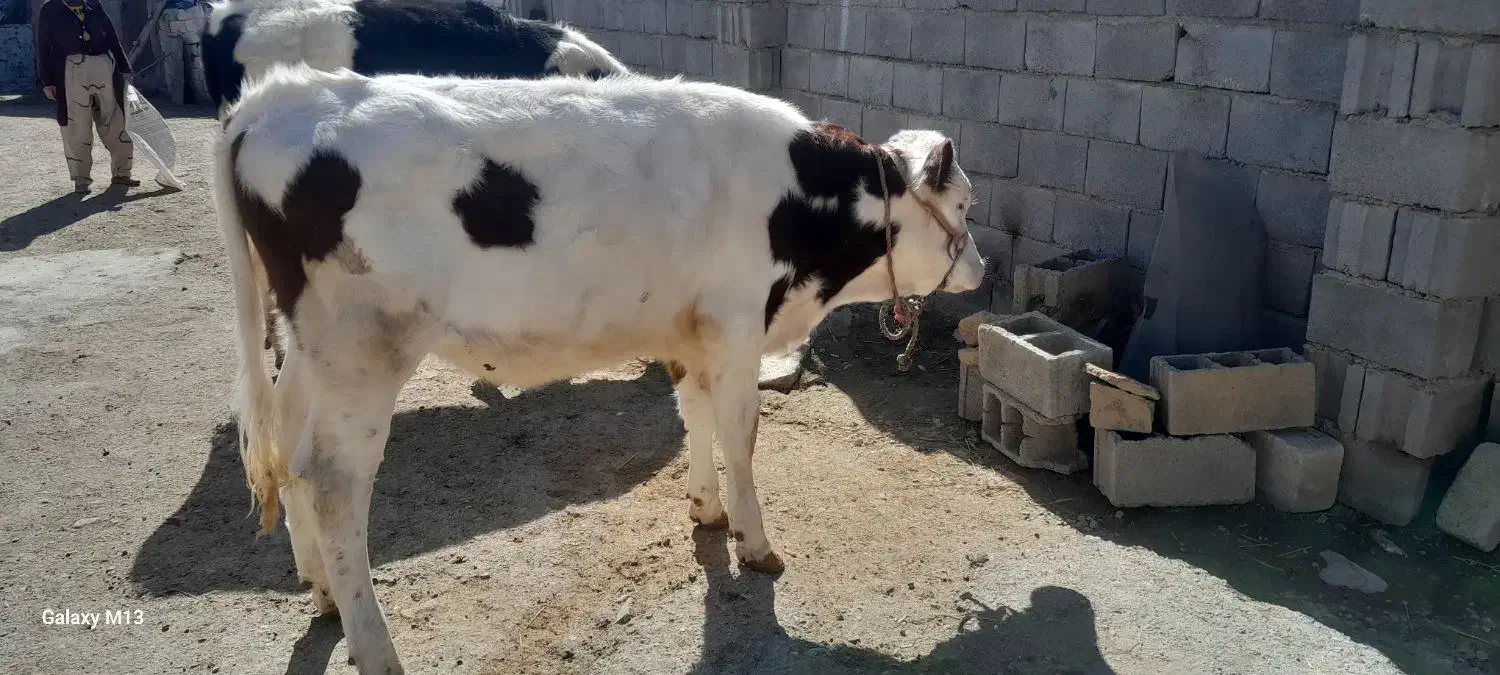 گوساله|حیوانات مزرعه|گرمخان, |دیوار