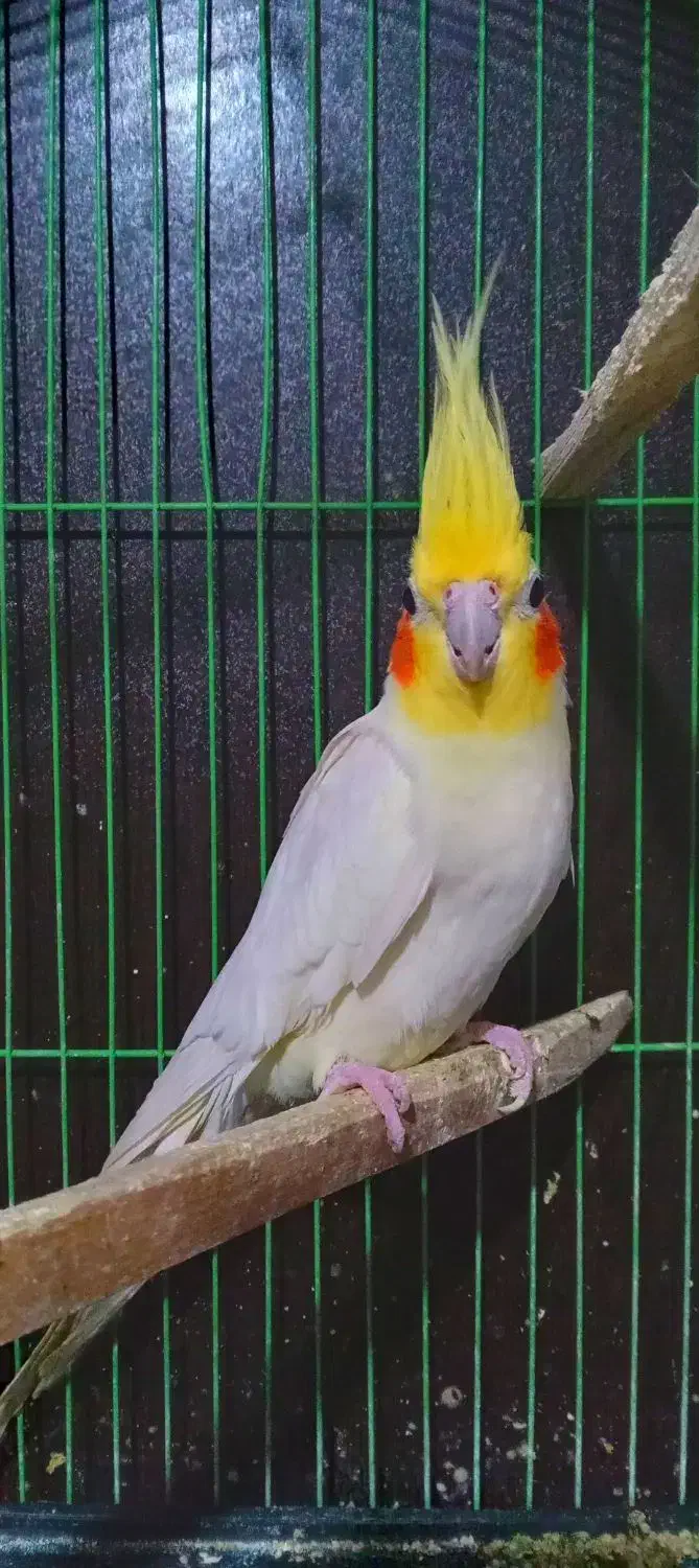 یک عدد عروس هلندی لوتینو|پرنده|بهشهر, |دیوار