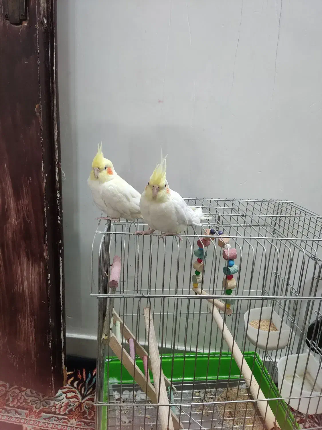 اکبرآباد فروش عروس هلندی سخنگو|پرنده|شازند, |دیوار