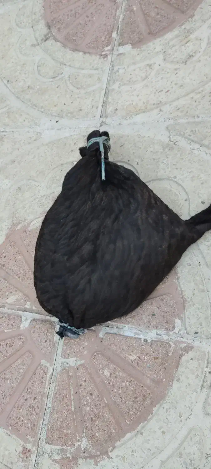 خیگ روغنی|ظروف نگهدارنده، پلاستیکی، یک‌بارمصرف|یاسوج, |دیوار