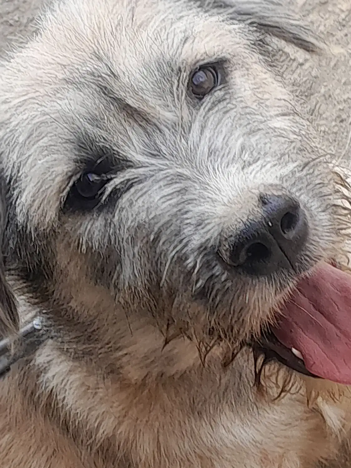 سگ شیتزو|سگ|سنندج, |دیوار