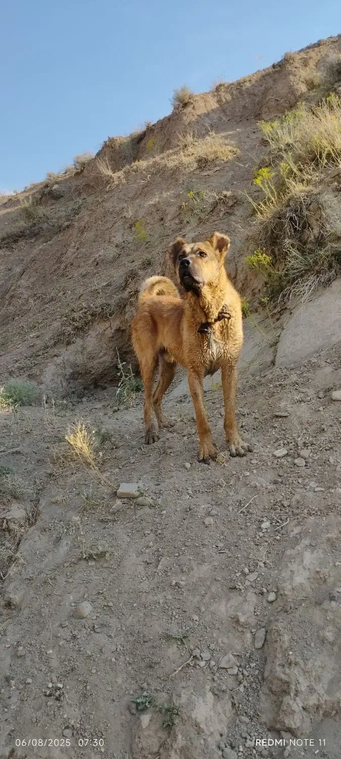 سگ سرابی گمشده|حیوانات|خواجه, |دیوار