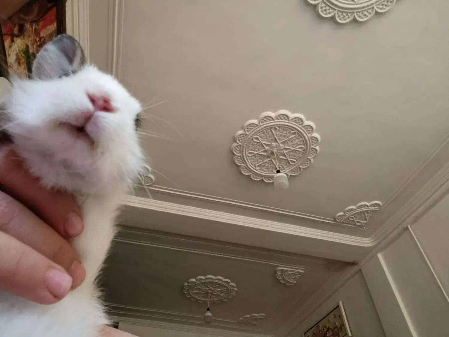 خرگوش لپ|موش و خرگوش|یاسوج, |دیوار