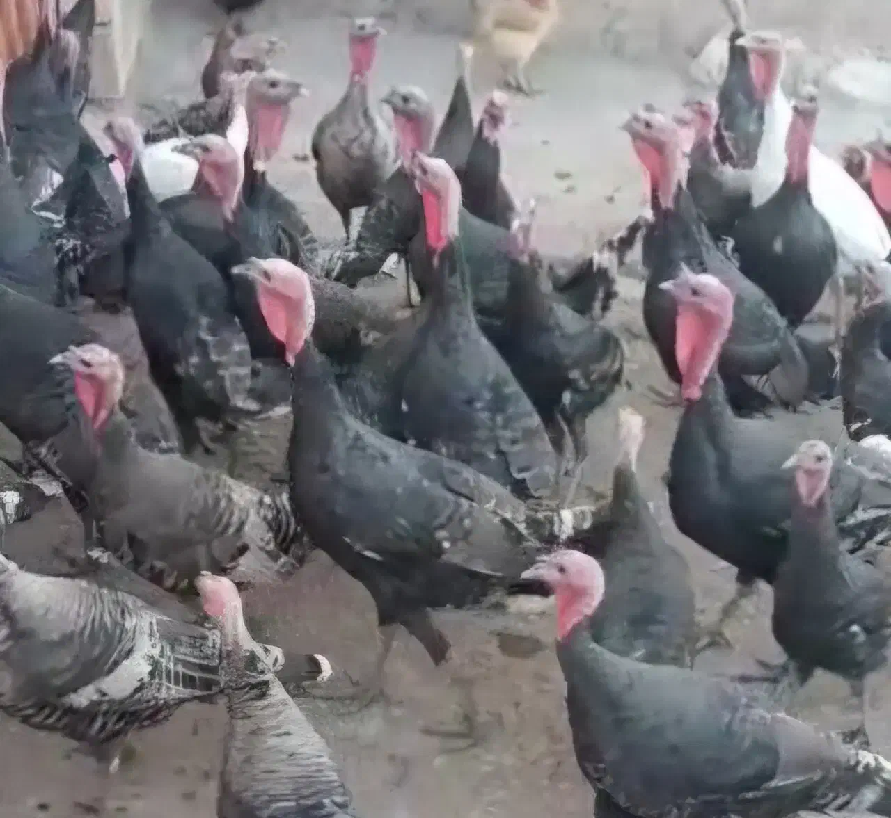 فروش بوقلمون|حیوانات مزرعه|پلدختر, |دیوار