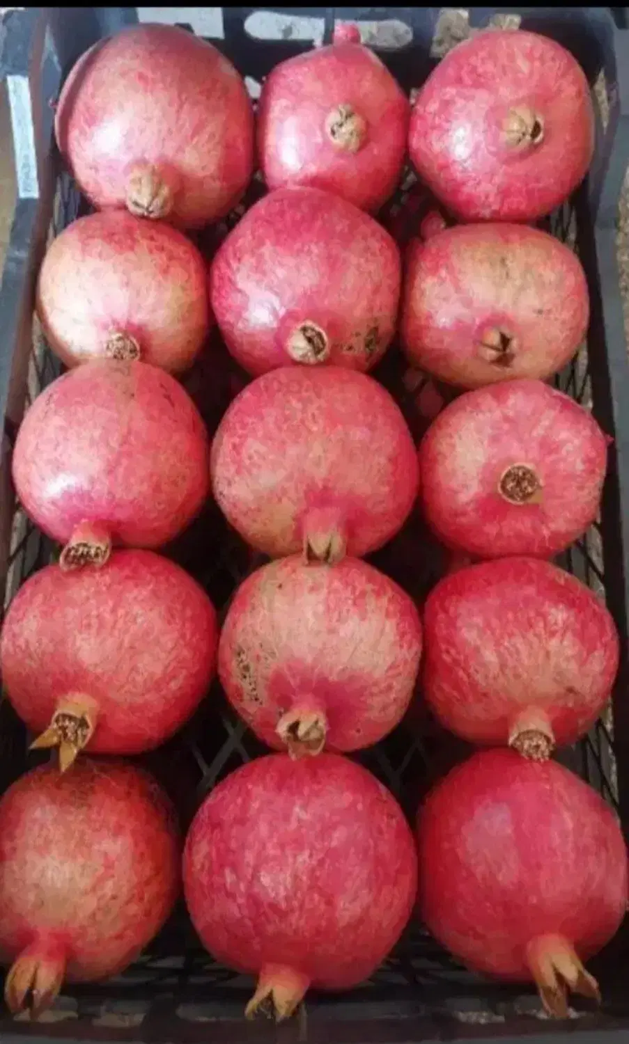 انار|حراج|کوهنانی, |دیوار
