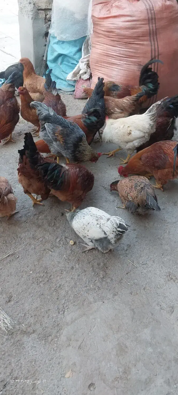 تعدادی مرغ و خروس بومی 8ماهه خریدم تخم گذار هستن|حیوانات مزرعه|نجف‌آباد, یزدانشهر|دیوار