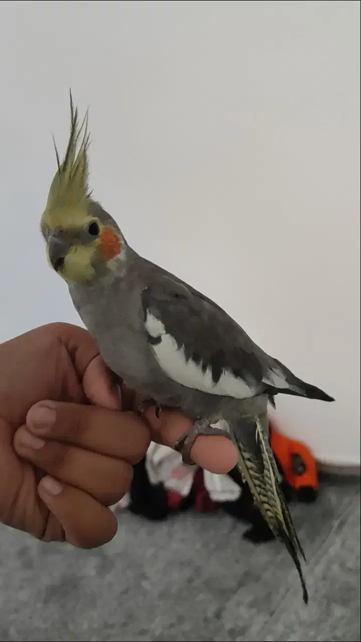 عروس هلندی سینامون|پرنده|شوش, |دیوار